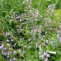 Nepeta sibirica